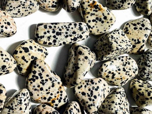 Pierre Jaspe Dalmatien : vertus et signification